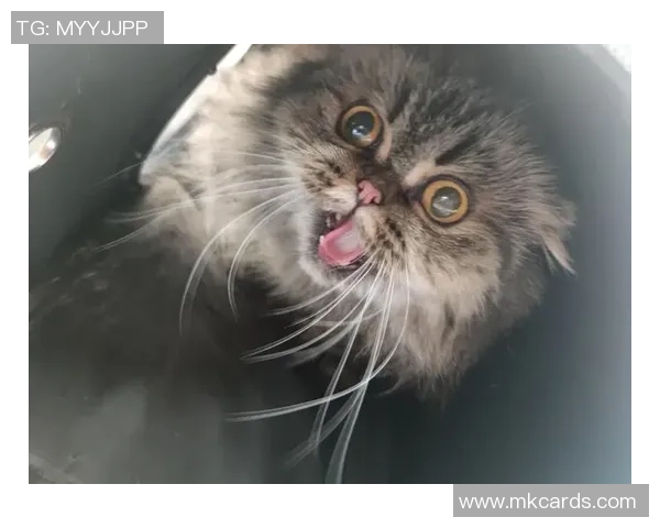 足球明星的猫在球场上大显身手成功进球引发热议 足球明星的猫在球场上大显身手成功进球引发热议